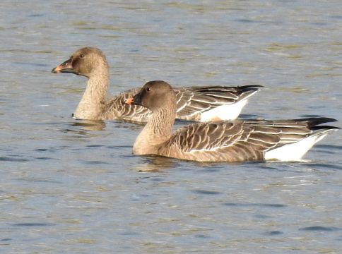2020_10_27__Tundrasaatgaense_ Mechtersheimer_Tongruben__(Foto_Schmitt).jpg